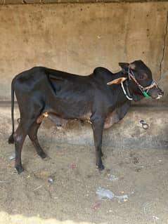 2 Daant bachra for sale.