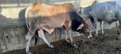 Qurbani Cows For Sale