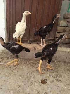 Aseel Chicks  1800 per  ( 03204661930 )