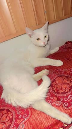 white peesian cat triple coated