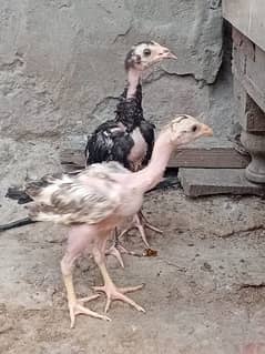 2 pure Aseel check for sale with mother father pic