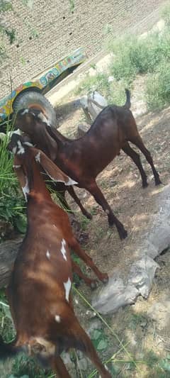 bakra jhori desi nasal