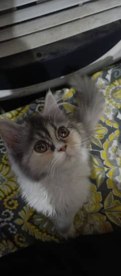 kitten