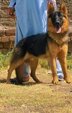 German Shepherd double board ma active and healthy