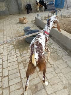 fresh 2 dant beetal bakra for qurbani