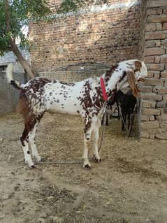 fresh 2 dant beetal bakra for qurbani