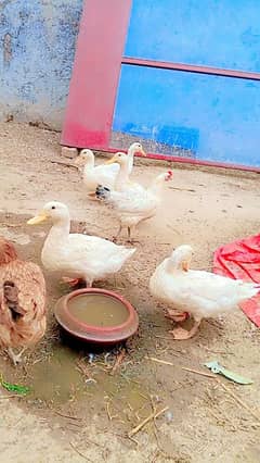 duck pair for sale near to egg start