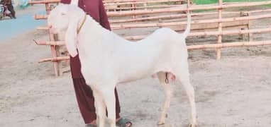 Qurbani lagne Wala Rajanpuri Bakra For Sale Call,03425820107