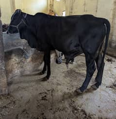 Desi waira for sale in Rawalpindi and Islamabad/ cow for sale