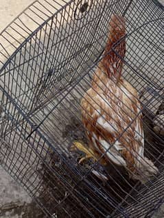 Aseel  female