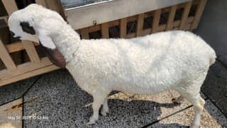 Cross Jacobabadi + Kajla | 12 Months Old | Healthy Home-Raised