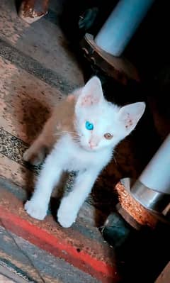 Friendly