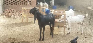 Qurbani ky Bakry