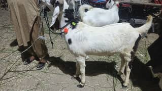 Bakra