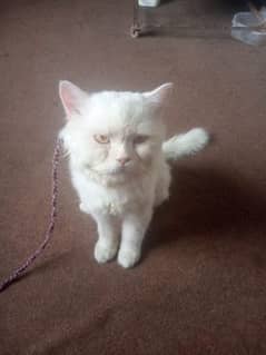 Pure White Persian Male For Sale