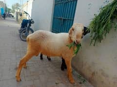 Dumba,bheer