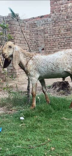 Maki chini Bakra 2dant