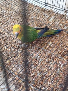 Sun canour parrot same tame for sale without DNa