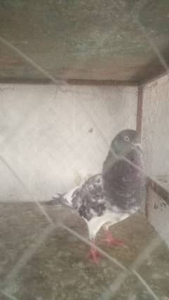 bird life