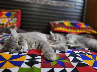 Cats pair