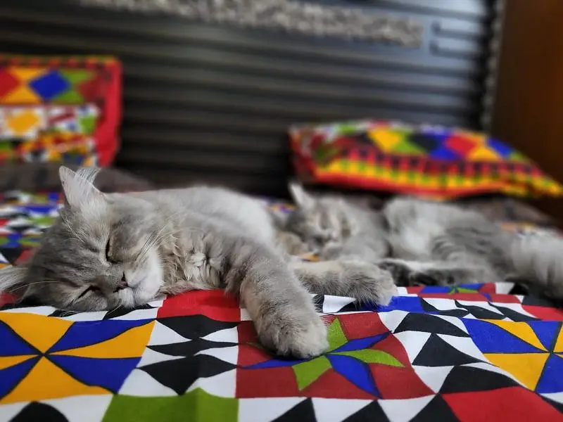 Cats pair — photo 2