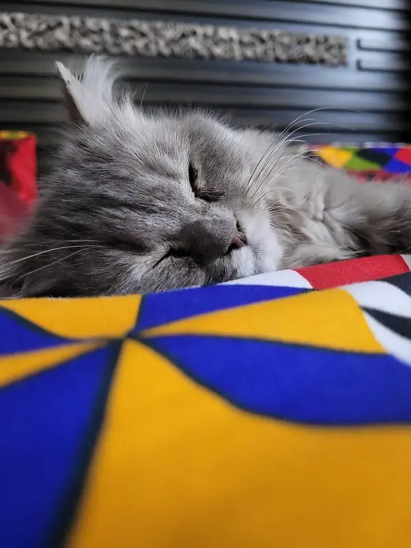 Cats pair — photo 3