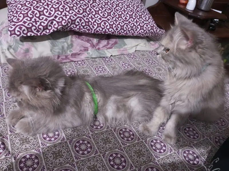 Cats pair — photo 4
