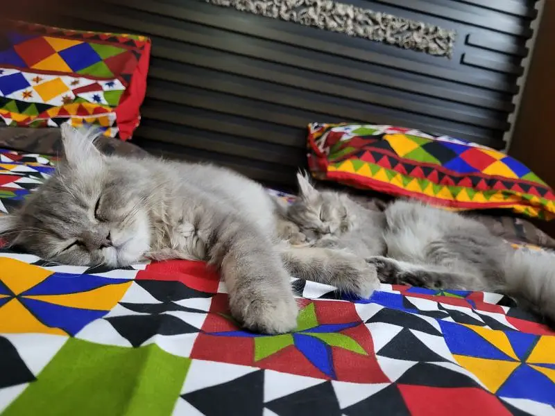 Cats pair — photo 5