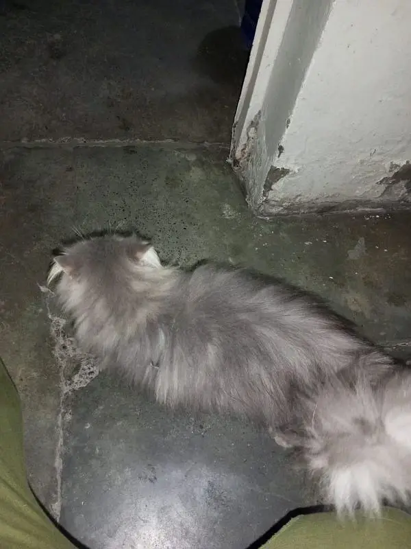 Cats pair — photo 7