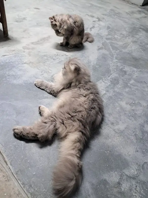 Cats pair — photo 8