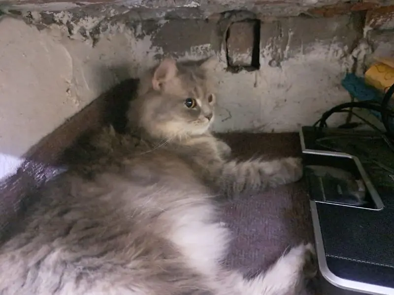 Cats pair — photo 12