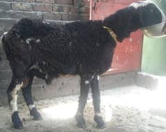 qurbani