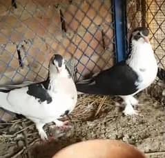Black Sheerazi Pair for Sale