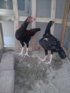 2 aseel chicks