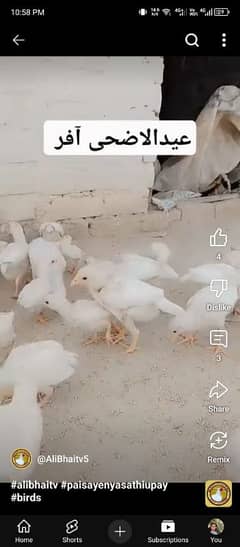 high quality heera aseel chicks