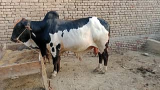 Cow--Desi