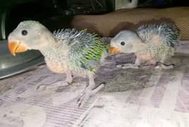 green hand feed chiks