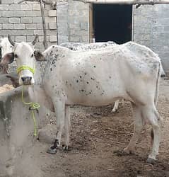 Heavy cows for sale Contact 03145551997/03125173572