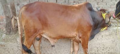 Qurbani | Buffalo | Bull | بچرا | Sale | Breeder | sahiwal | Katta