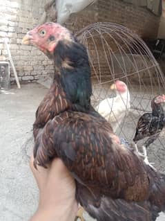 Murgi for sale