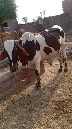 200 kg beautiful bull from own farm