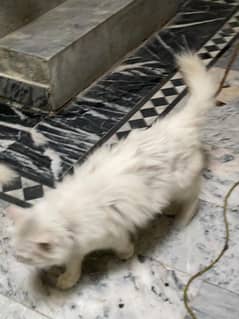 Persian cats