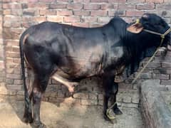 Qurbani | Buffalo | Bull | بچرا | Sale | Breeder | sahiwal | Katta