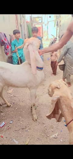 21 mah Ka h gulabi nasal rabta NB 03032286392
