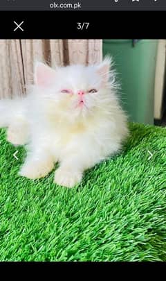Persian cat My WhatsApp 03015880301