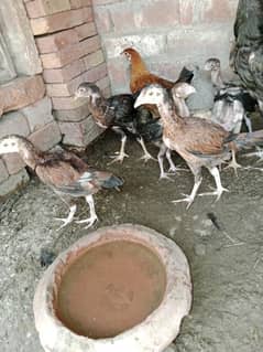 aseel chicks for sale