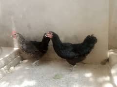 Title: 2 Healthy Golden Mesri Hens for Sale – Active & Laying Eggs