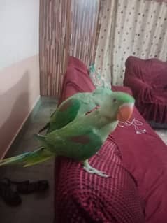 kashmiri raw parrot pair