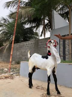 khassi qurbani goat