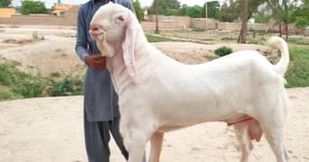 2 Dant Qurbani Lagne Wala Bakra For Sale. Call me,03704815729